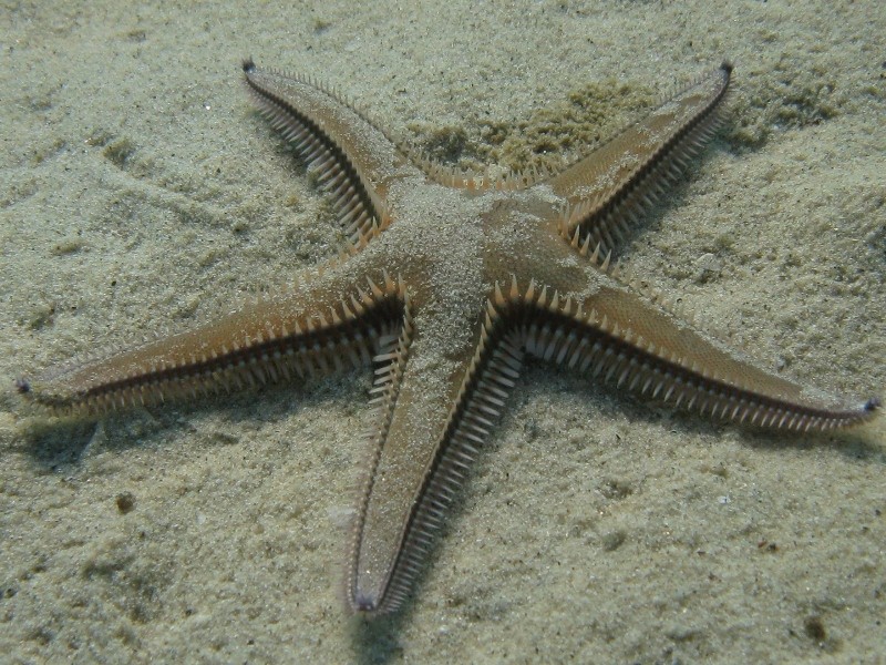 Astropecten bispinosus e Astropecten  platyacanthus